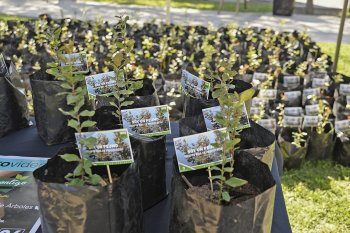 Con la plantación del árbol 1.500, finalizó en Providencia el Plan de Renovación de árboles 2018