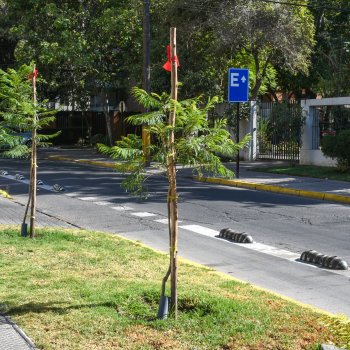 Ayúdanos a regar los árboles nuevos que están fuera de tu casa