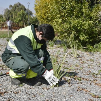 1.000 metros cuadrados de especies sustentables se están plantando en Plaza a La Alcaldesa