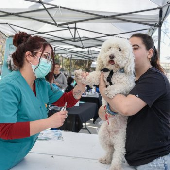 ¿Necesitas chipear o vacunar a tu mascota? Estos son los operativos gratuitos que tendremos en septiembre