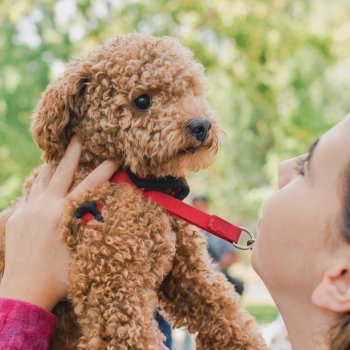 Mascotas: Por qué no hay que darles huesos, papas y otros alimentos