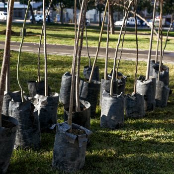 #SoyParte: Te invitamos a conversar sobre el nuevo plan de renovación de árboles y los efectos del cambio climático