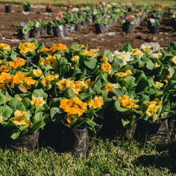 Te invitamos a las charlas sobre cuidado de plantas: “Mi Jardín + Verde”