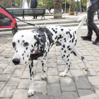 Patitas al Parque: Te esperamos en una entretenida jornada de tenencia responsable