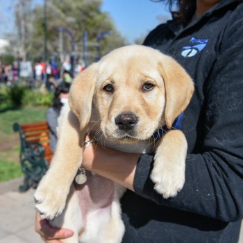 Curso gratis de educación canina para cachorros