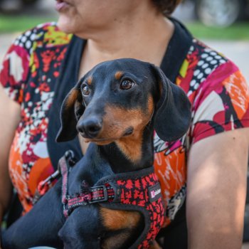 Inscríbete gratis en nuestro curso de educación canina