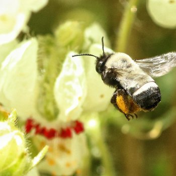 ¡Te invitamos a conocer más sobre las abejas nativas!