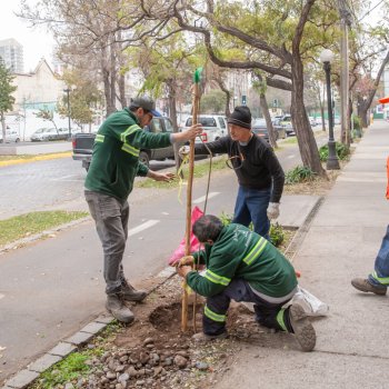 Providencia comenzó plantación de nuevos árboles en sector de Parque Bustamante