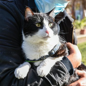 Estos son los operativos veterinarios preventivos de mascotas de junio