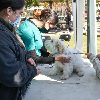 Operativo gratuito de atención veterinaria preventiva de perritos