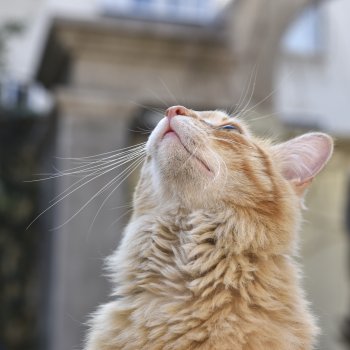 8 de agosto: Día Internacional del Gato