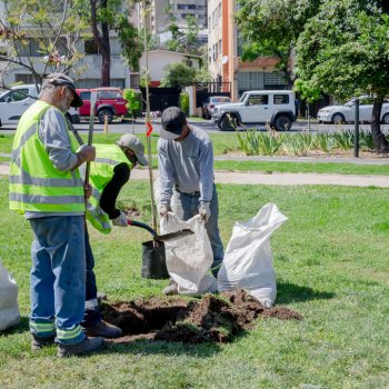 Comprometidos con el medio ambiente: 650 árboles se suman a la comuna