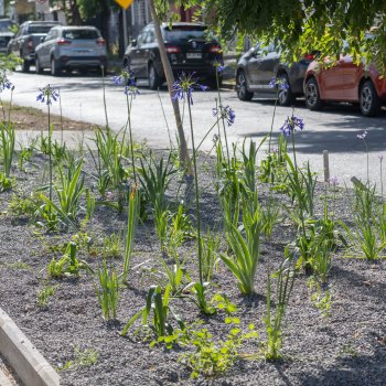 14 mil nuevos M2 de Jardines Sustentables para Providencia