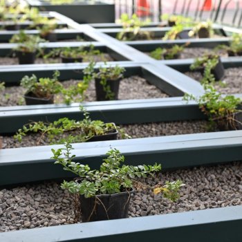 Jardineras sustentables llegan a Avenida Providencia