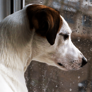 Cuidados de las mascotas en los meses de lluvia y bajas temperaturas
