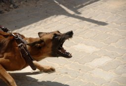 Inscríbete en nuestros talleres gratuitos para mascotas reactivas y perros potencialmente peligrosos