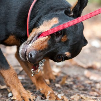 Te invitamos a una fecha del curso de educación canina para mascotas reactivas