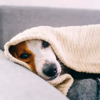 Te entregamos recomendaciones para cuidar a tu mascota en invierno