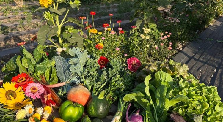 Semillas, saberes y sabores: el Festival de la Cosecha se celebra en Providencia