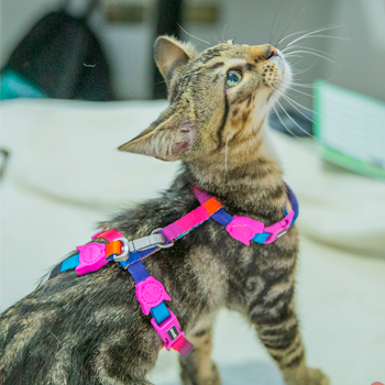 Revisa las fechas de los operativos veterinarios gratuitos de noviembre