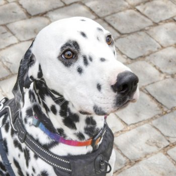 Estas son las fechas de los operativos veterinarios gratuitos durante diciembre