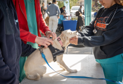 Enero con patitas felices: revisa los operativos veterinarios gratuitos