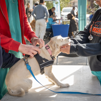 Enero con patitas felices: revisa los operativos veterinarios gratuitos