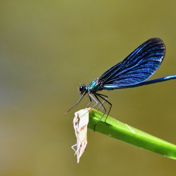 Descubre el mundo de los artrópodos al aire libre en Providencia