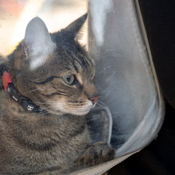 ¡No te quedes sin cupo! Revisa los operativos veterinarios gratuitos de febrero