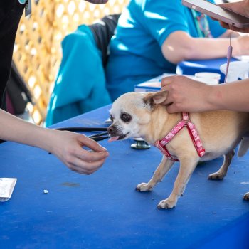 Conoce las fechas de los operativos veterinarios gratuitos