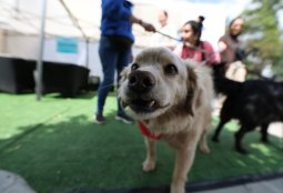 Conoce las fechas de los operativos veterinarios gratuitos de octubre